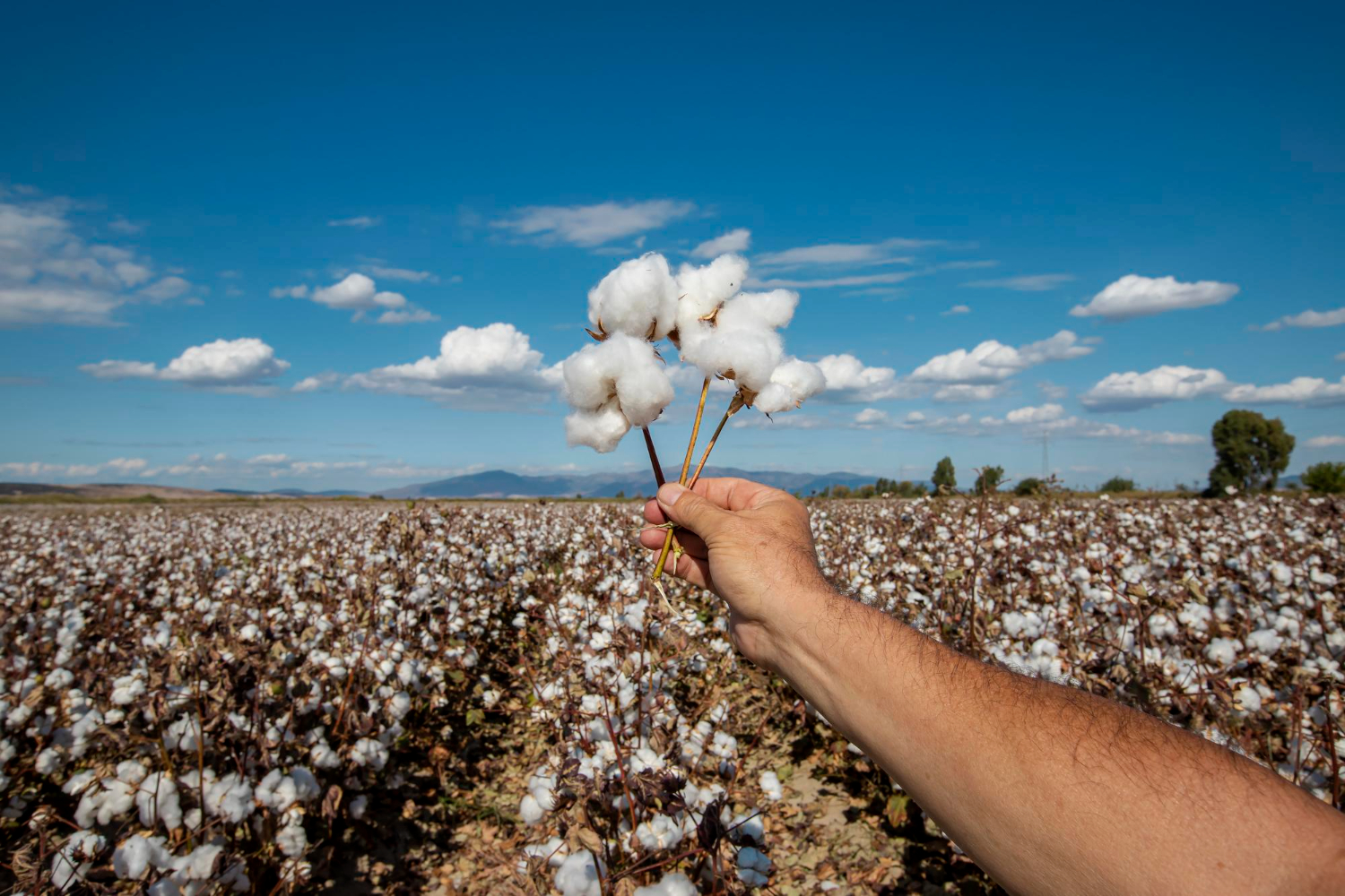 Caroço de algodão para ração