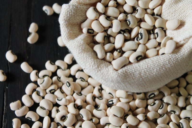 Feijão Caupi SBM AGRO